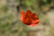 17.06.2009 - Klatschmohn - 1/500 Sek. bei f / 6,7 - Brennw.:90 mm